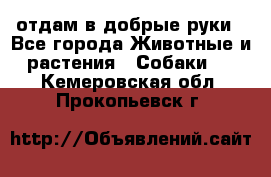 отдам в добрые руки - Все города Животные и растения » Собаки   . Кемеровская обл.,Прокопьевск г.